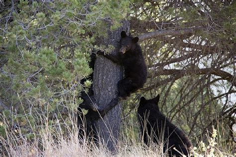 Black Bears Cubs Playing Outdoors Wildlife Fur Wild Babies Cute