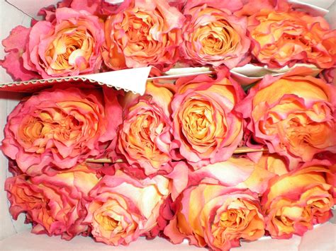 Check spelling or type a new query. Free Spirit Rose | Free spirit rose, Rose, Flowers