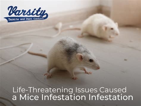 Life Threatening Issues Caused By A Mice Infestation