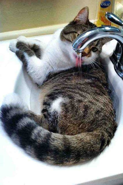 17 Cats Who Know That The Sink Really Belongs To Them Cats Cats
