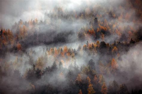 Forest With Dense Fog In The Morning Stock Image Image Of Background