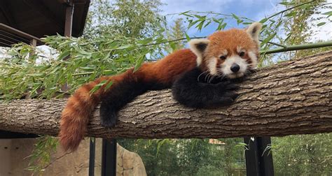 International Red Panda Day Comes To Charles Paddock Zoo Atascadero News