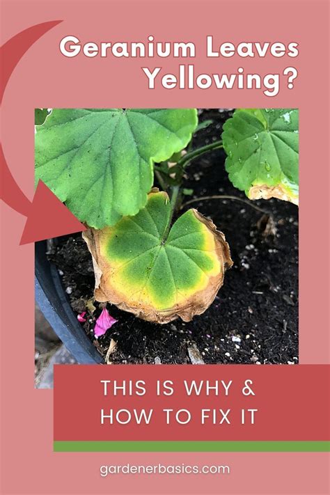 Ultimate Guide How To Fix Yellow Leaves On Your Geraniums