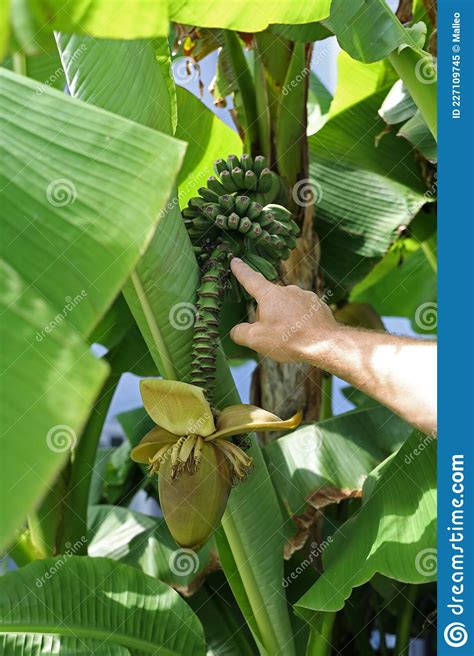 Cluster Of The Future Fruits Of A Banana During Flowering Royalty Free