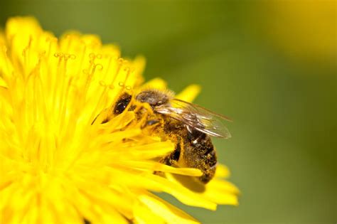 Unlike social bees, each female solitary bee has to gather pollen and nectar, build nests, and lay eggs all on her own, without the help of hundreds or thousands of doting workers. Plant Pollination Slideshow