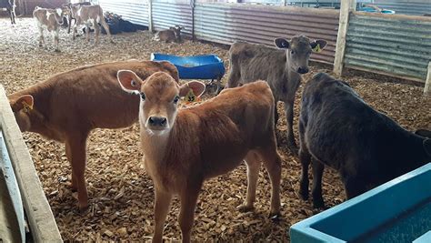 How Gradual Weaning Can Improve Calf Health And Productivity Farmers
