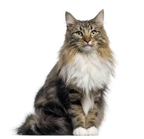 Norwegian Forest Cat Breed Profile Purrfect Cat Breeds