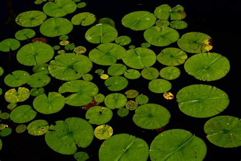Lily Pads On Pond Royalty Free Hd Stock Photo And Image