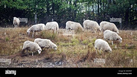 Domestic Sheep Ovis Ammon F Aries Grazing In The Nature Reserve