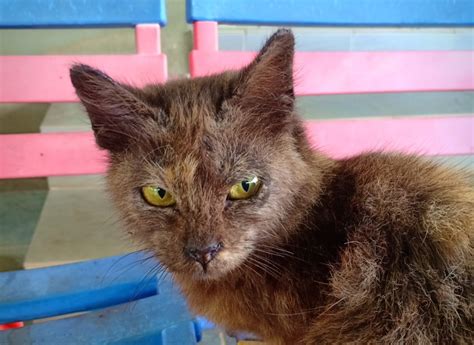 Ubat Kutu Kucing Advantage Cat - Gol Rumah