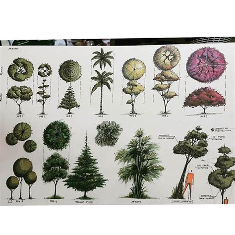 Drawing Of Trees Tree Trees Arbol Vegetecion Arboles Landscape