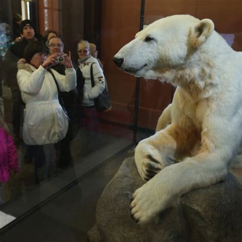 Knut The Polar Bear Berlin Germany Atlas Obscura