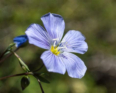 Blue Flax Linum Lewisii Desolation Wilderness California Oc