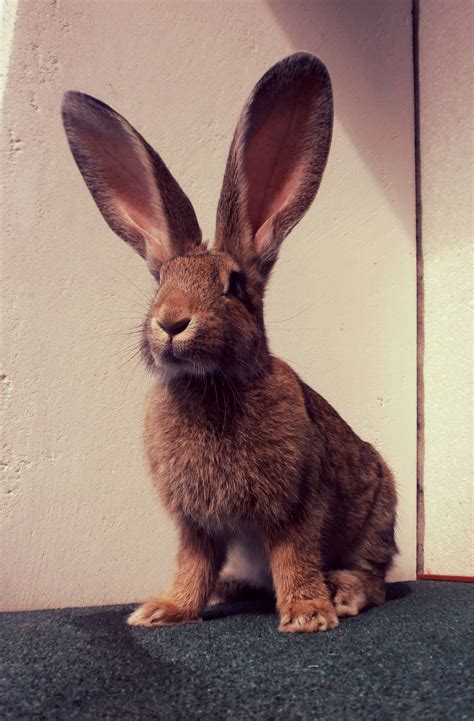 Flemish Giant Someday I Will Have One Of These House Rabbit Pet