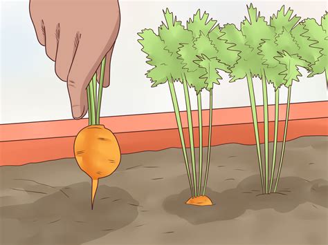 Maybe you would like to learn more about one of these? How to Grow Carrots in Pots (with Pictures) - wikiHow