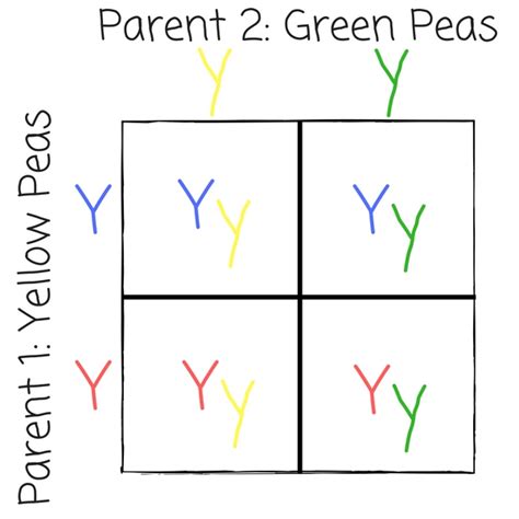 Genetics is a branch of biology concerned with the study of genes, genetic variation, and heredity in organisms. What Is A Punnett Square And Why Is It Useful In Genetics ...
