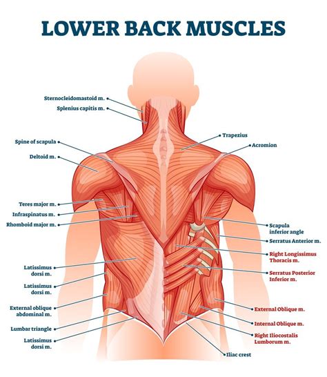 Lower Back Muscle Anatomy And Low Back Pain