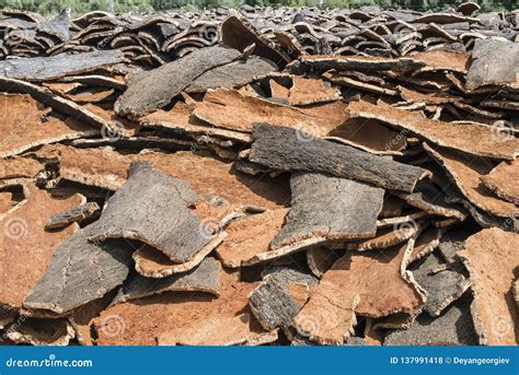 Pile Of Bark From Cork Stock Photo Image Of Natural 137991418