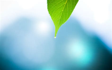 Green And Blue Leaf Wallpaper Hq Wallpapers