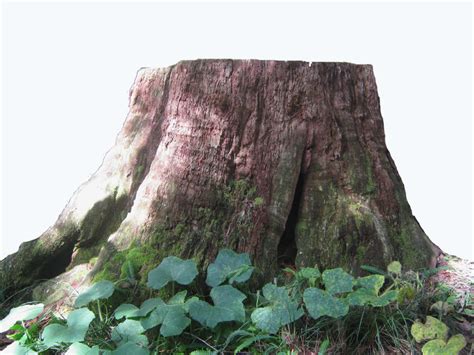 Big Tree Stump Stock Cutout By Ravenmaddartwork On Deviantart