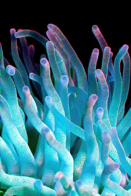 Pin By Archillect On Photography Underwater Plants Coral Reef