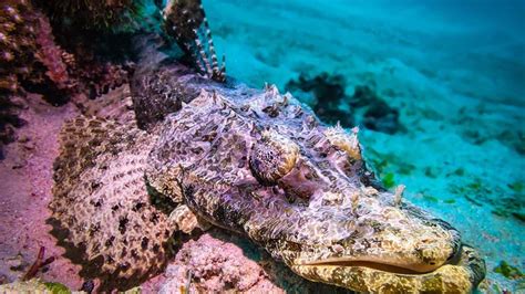 Crocodile Fish Diveukhurghada Egypt Diving Diving In Hurghada