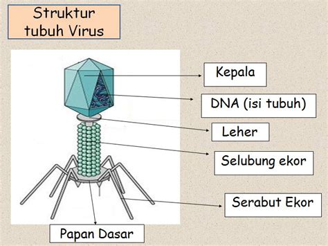 Struktur Tubuh Virus Dan Penjelasannya
