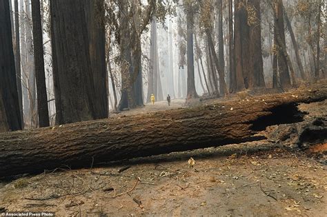 Ancient 2000 Year Old Redwoods Survived California Wildfires