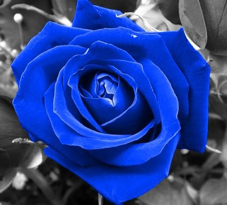 Jom ketahui khasiat bunga telang. Bunga Biru Yang Sangat Cantik ~ RINDDIANY