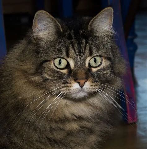 Norwegian Forest Cat Breed Description Character Photo Pets 2023