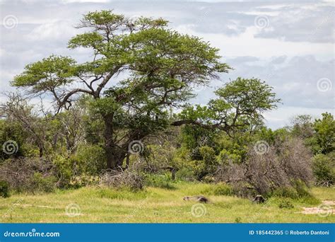 A Buffalo Resting Under A Giant Acacia Tree Stock Image Image Of