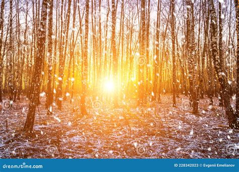 Sunset Or Sunrise In A Birch Grove With A Falling Snow Rows Of Birch