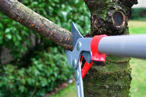 5 Reasons Why Proper Tree Pruning Should Be Part Of Your Landscape