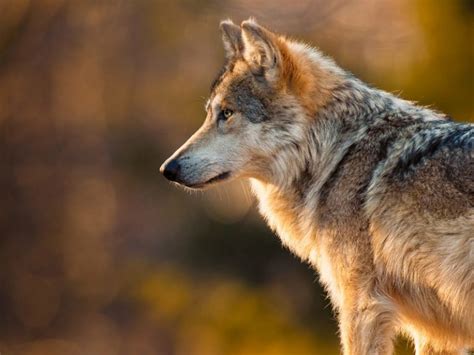 Situación Del Lobo En El Mundo En 2021 Lobo Ibérico Y Otras Subespecies