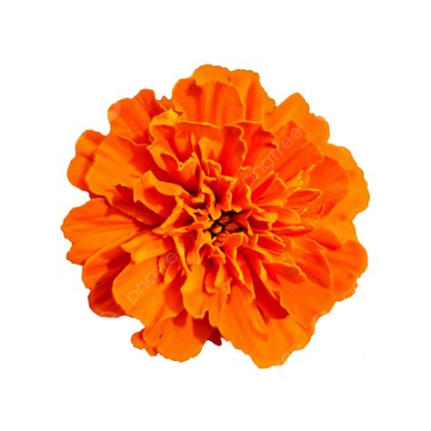 Orange Bright Marigold Flower Orange Flower Floral Png Transparent