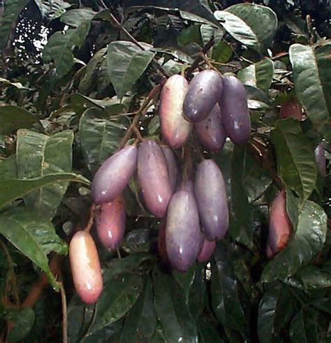 African Pear Facts And Health Benefits