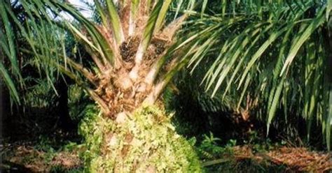Faktor penentu keberhasilan produksi kelapa sawit. Mengenal Jenis-jenis Bibit Kelapa Sawit | Perkebunan.Info