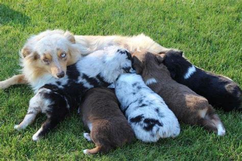 Submitted 1 year ago by erzsisuperior. Miniature Australian Shepherd (mini aussie) puppies for ...