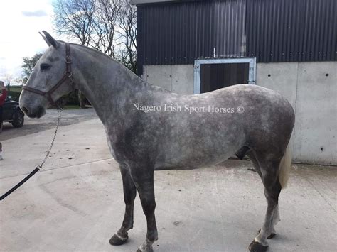 Sold 6yo Irish Draught Maxi Cob Gelding Nagero Irish Sport Horses