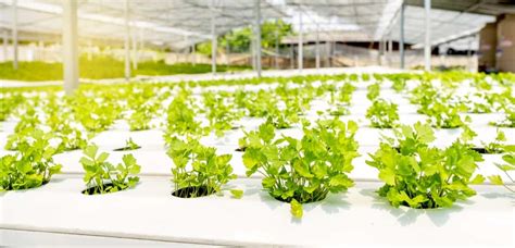How To Start Hydroponic Farming In Bhutan Requirements Key Rules And
