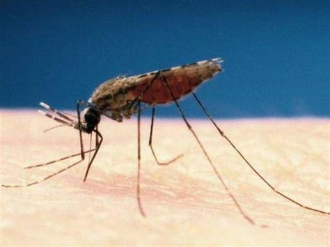 Malaria Parasites Resistant To Drugs ‘spreading Rapidly In South East Asia Shropshire Star