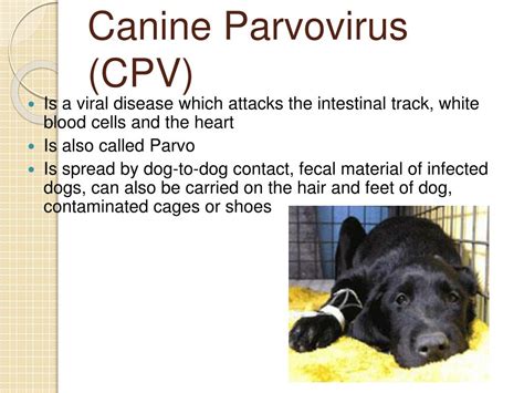Dog vomiting, or throwing up, is an active process, often accompanied by retching or coughing sounds, and the contraction of the abdominal muscles. PPT - Common Diseases of Small Animals PowerPoint ...
