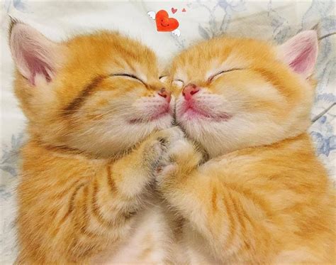 This Is Love By Love Meow Cats Doing Funny Things Funny Cute Cats