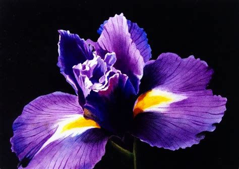 Contemporary Realism Purple Iris On Black Watercolor