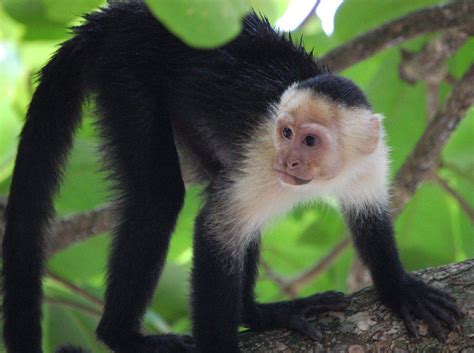 ¿cuánto Conoces De Las Especies De Monos ¡pruébate