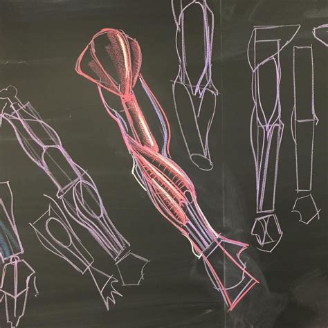 Arm Anatomy Muscle Anatomy Anatomy Study Anatomy Art Human Anatomy