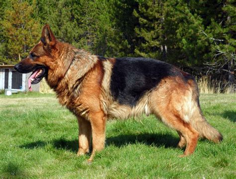 German Shepherd Dog All Big Dog Breeds