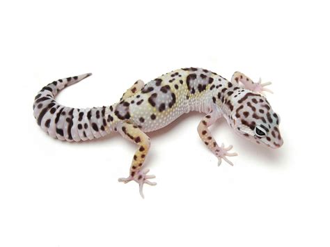 Looking for the best wallpapers? Leopard Gecko Wallpapers - Wallpaper Cave