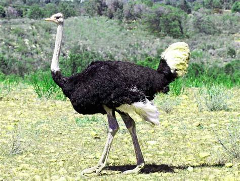 Ostrich Facts Diet Habitat Science4fun