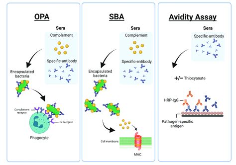 Theoretical Concept Of Opsonophagocytic Assays OPA Serum Download Scientific Diagram